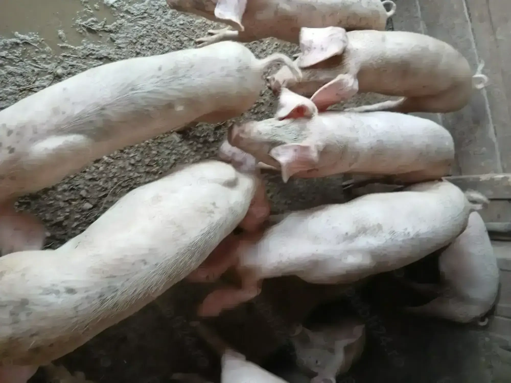 Vând suldeii20 25 kg....