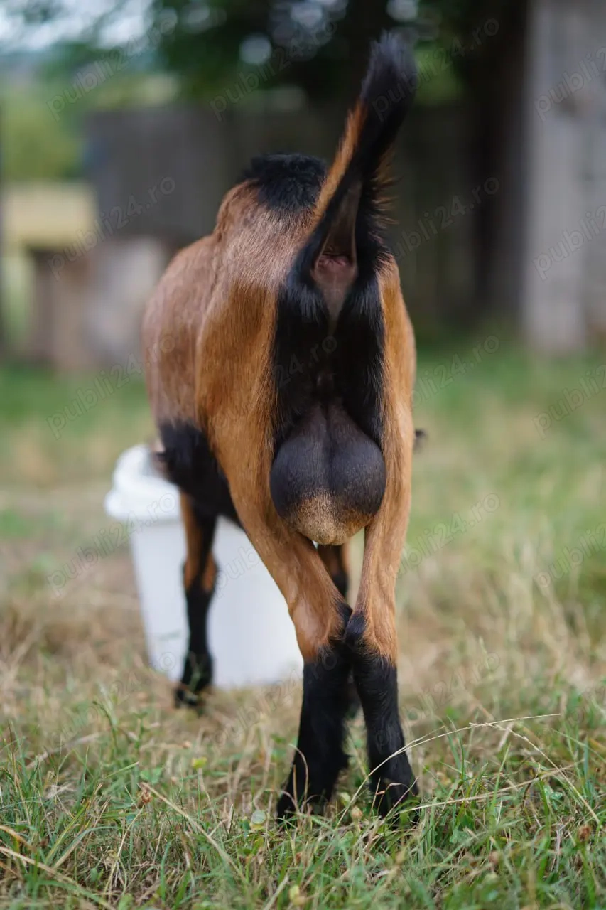 Vand tapisor rasa alpina franceza 8  luni 