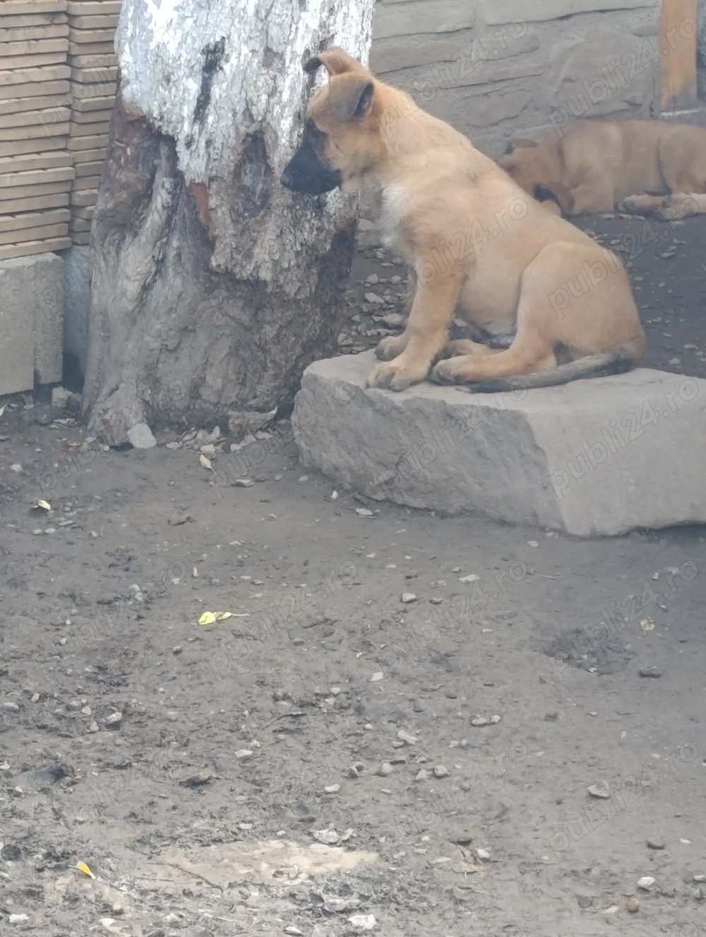 Vând pui de Ciobanesc Belgian Malinois 