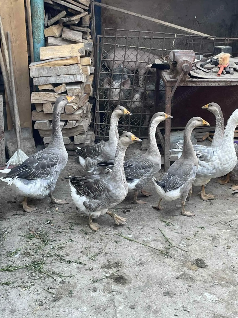 Vand Gaste cu mot de anul asta Vand Gaste cu mot de anul asta