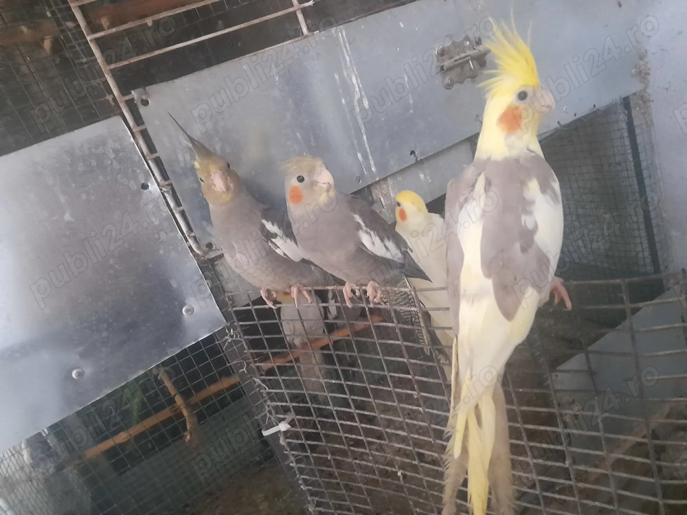  Vanzare Papagali Nimfe