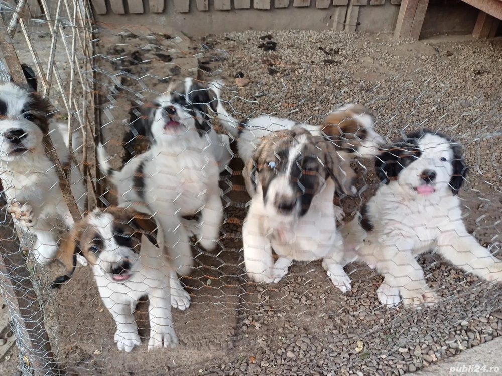 Cautam casuță! Cautam casuță!