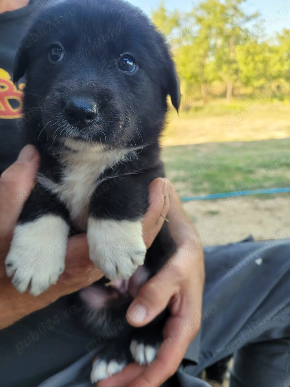 Catelusi spre adoptie