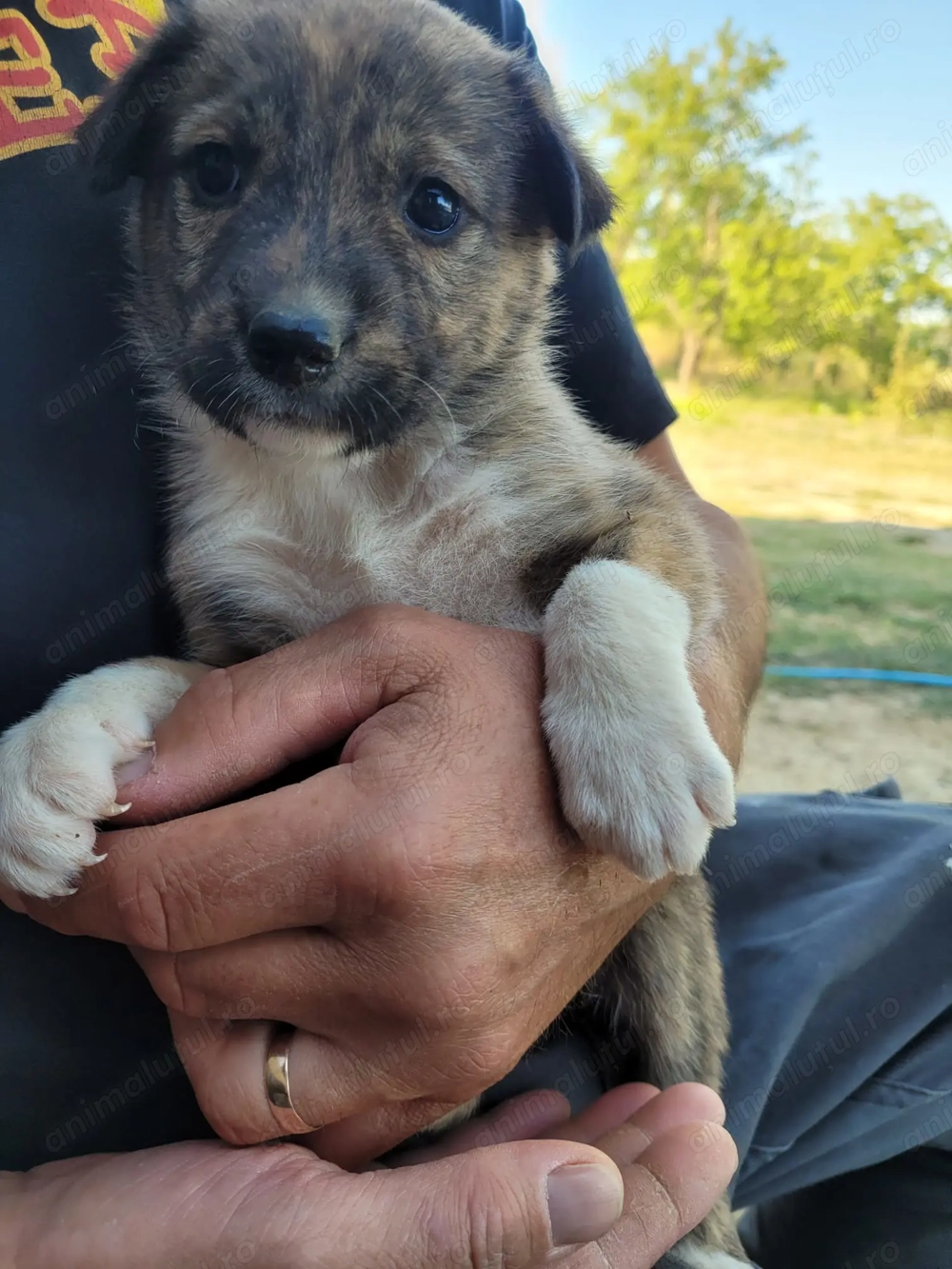 Catelusi spre adoptie