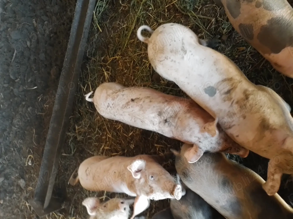 Purcei de vânzare merita vazuți Purcei de vânzare merita vazuți