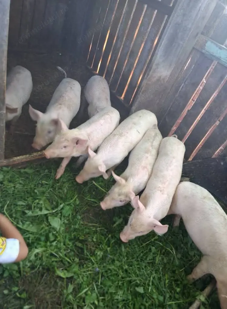 Vând Purceluși calitate superioara Vând Purceluși calitate superioara