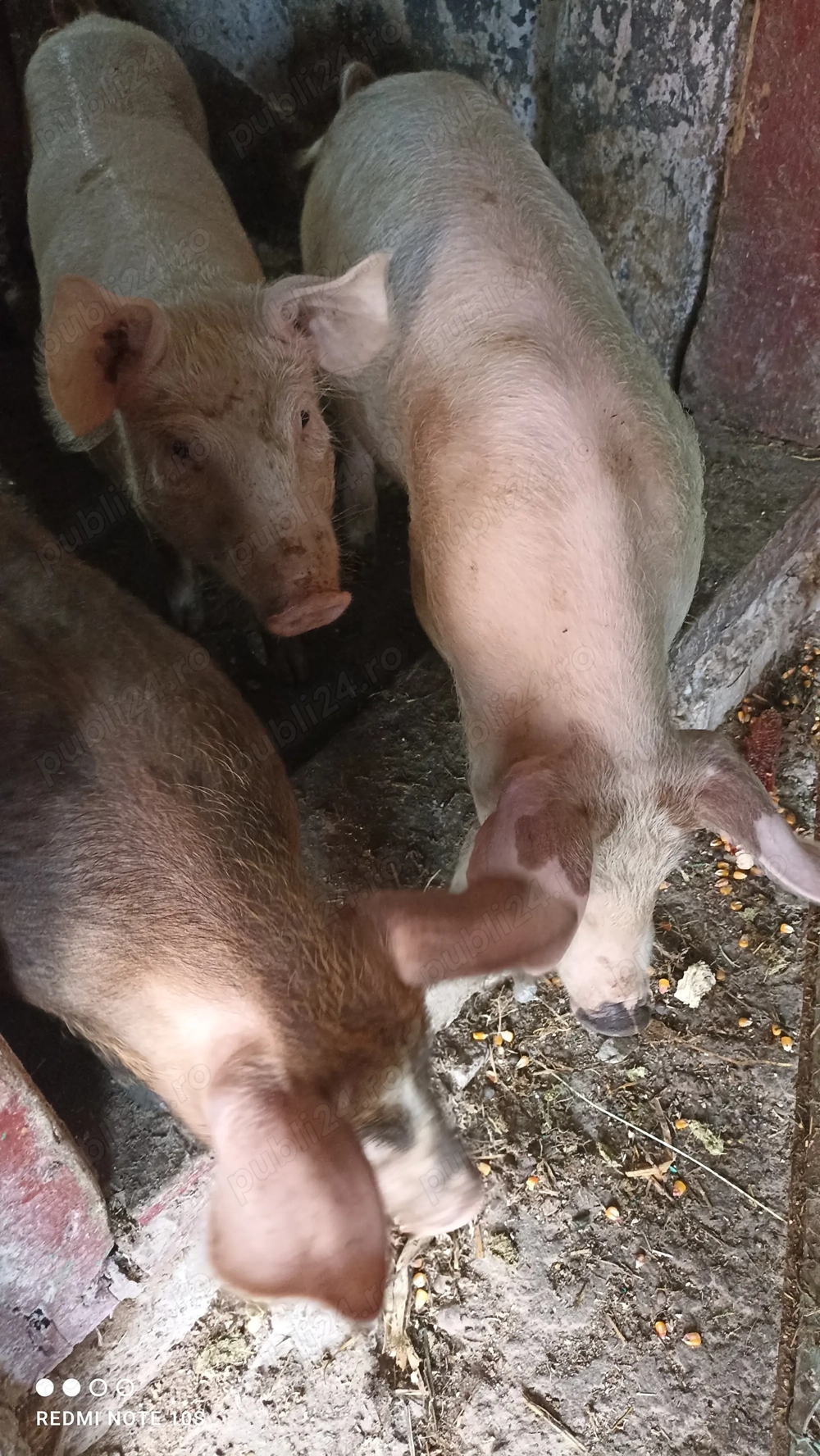 Vând purcei de 14 săptămâni. Vând purcei de 14 săptămâni.