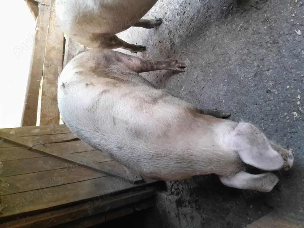 Vand porc pentru sacrificat  Vand porc pentru sacrificat