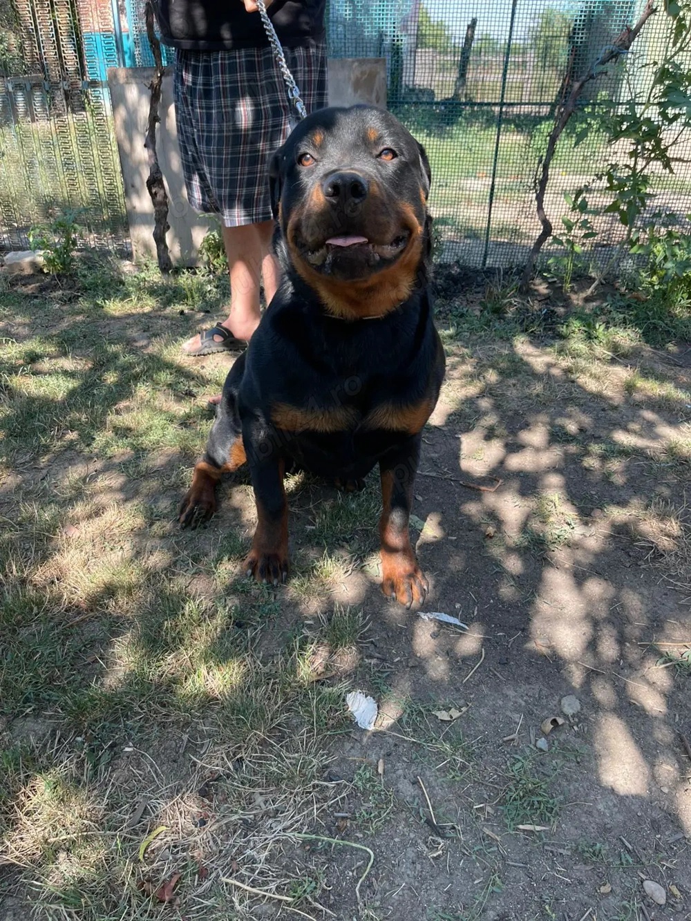 Vând rotweiler 8 luni 
