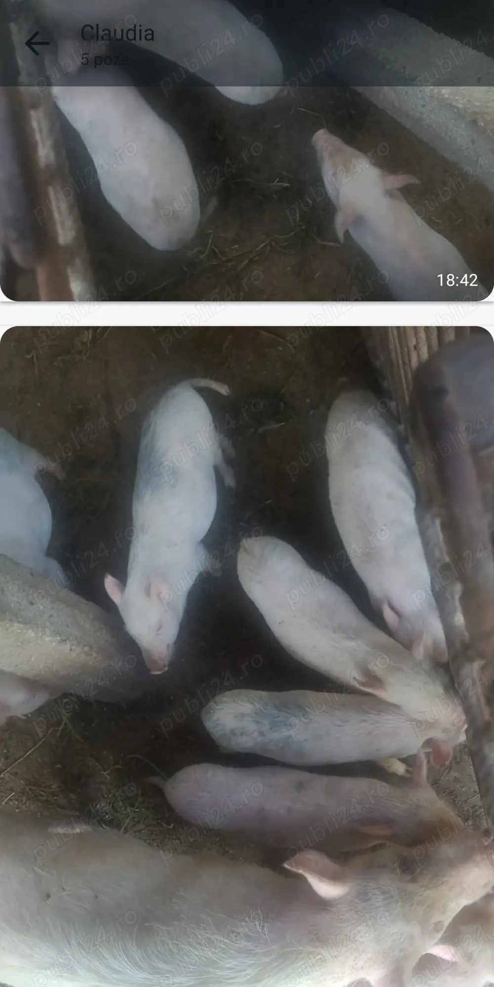 Vând purcei vietnamezi  la 2 luni ,întarcati perechea 600  Vând purcei vietnamezi  la 2 luni ,întarcati perechea 600