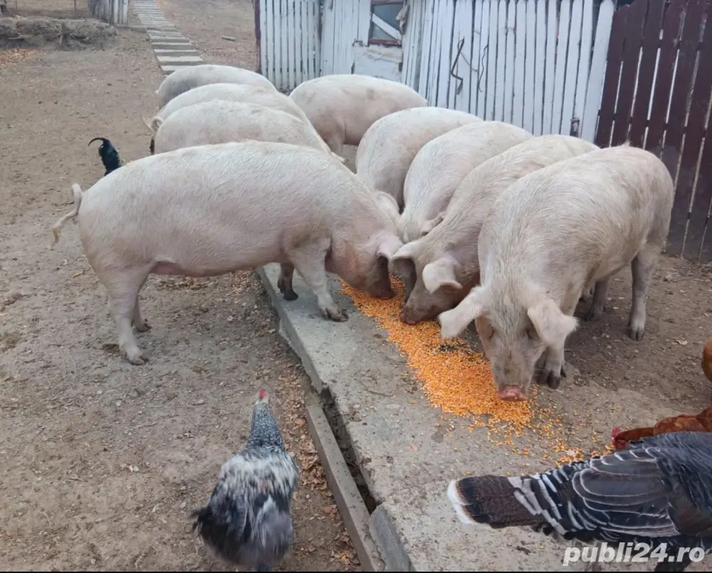 Vând porci de la 80kg până la 250kg