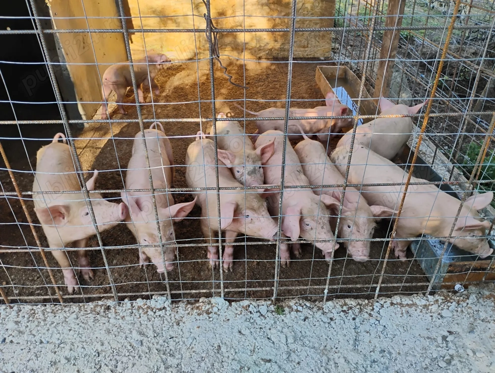 Vand purcei de 8 saptamani  Vand purcei de 8 saptamani