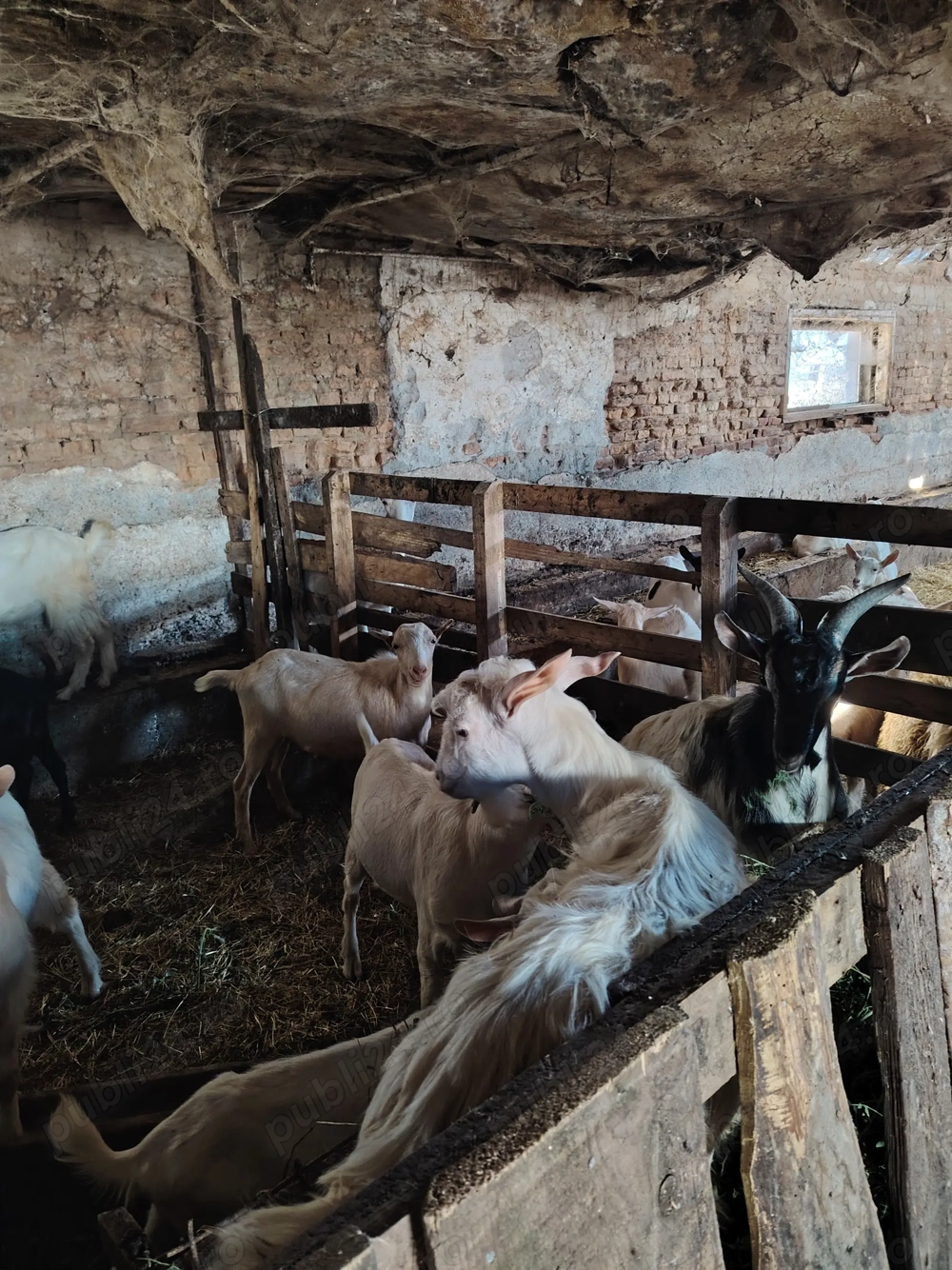 Țapi tineri de la 500lei