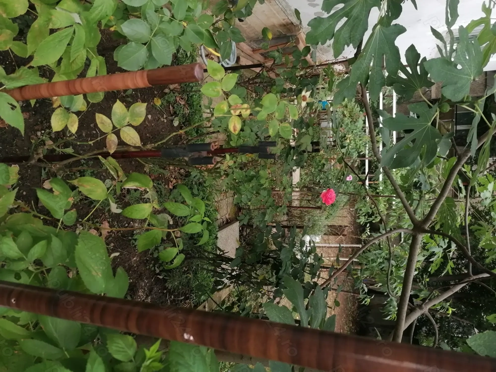 butași de trandafiri maturi toate culorile 