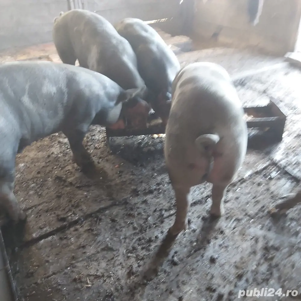 scrofițe pentru reproducere petren scrofițe pentru reproducere petren