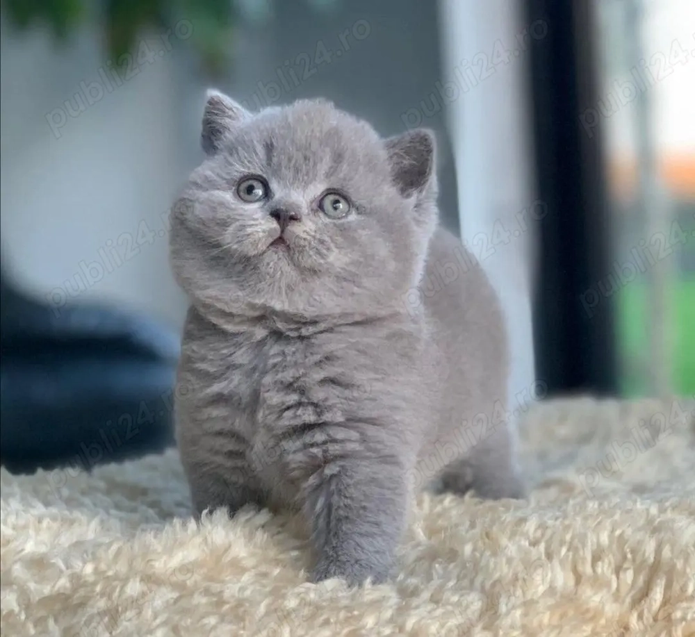 Cea mai frumoasă fată British Shorthair Blue! Merită văzută! Asigur transport  Cea mai frumoasă fată British Shorthair Blue! Merită văzută! Asigur transport