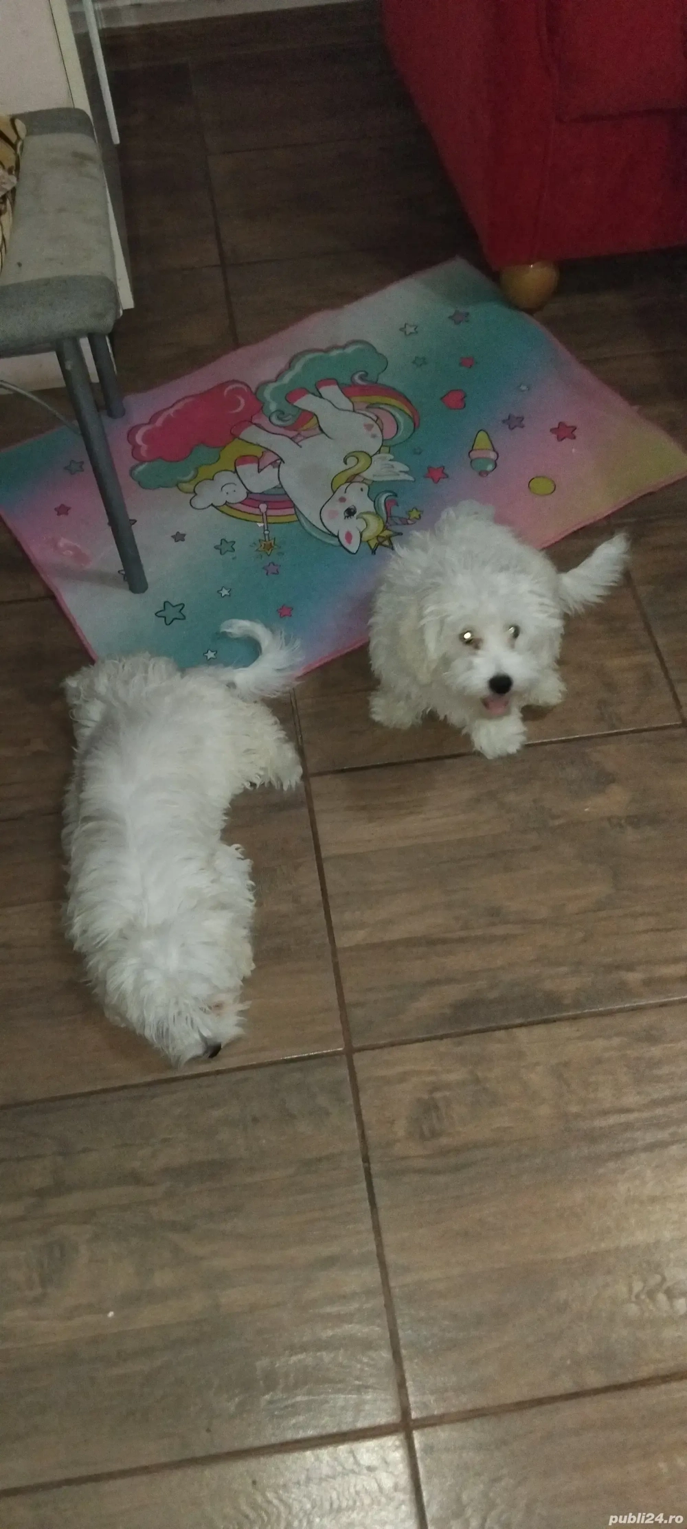 catel mascul bison de vanzare catel mascul bison de vanzare