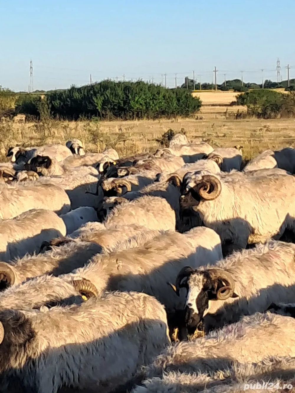 vand oi breze vand oi breze