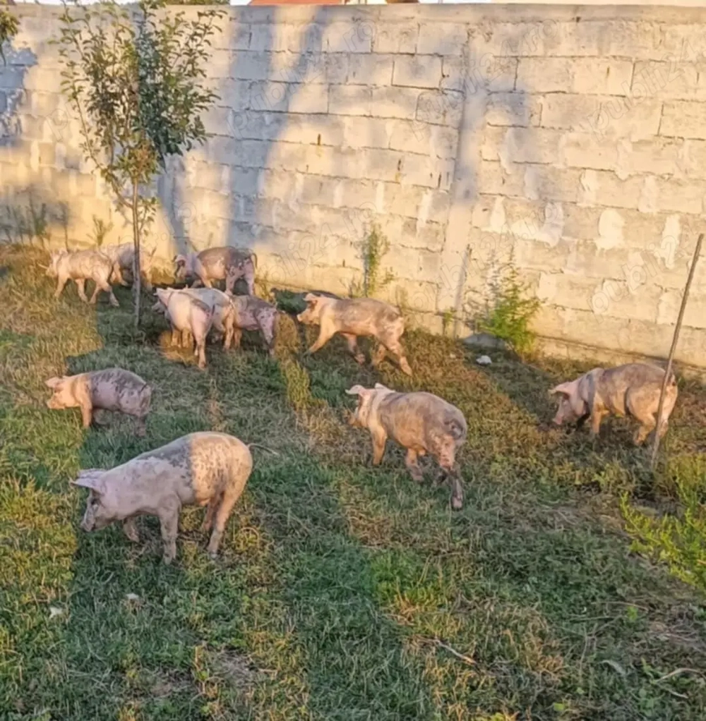 Vând purcei ! Vând purcei !