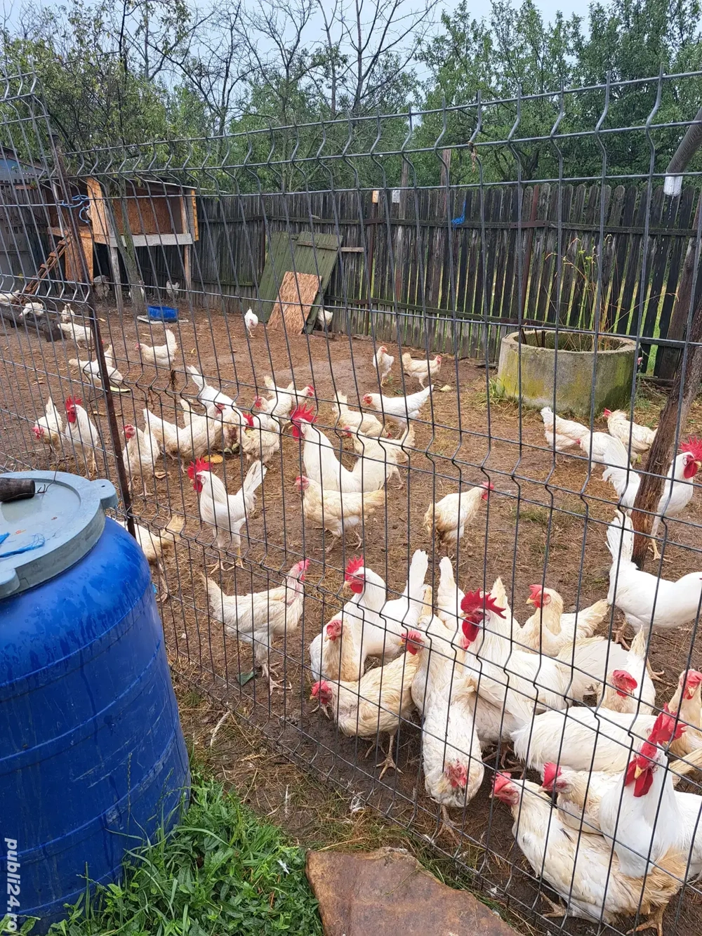 Oua incubat gaini rasa Leghorn alb  Oua incubat gaini rasa Leghorn alb