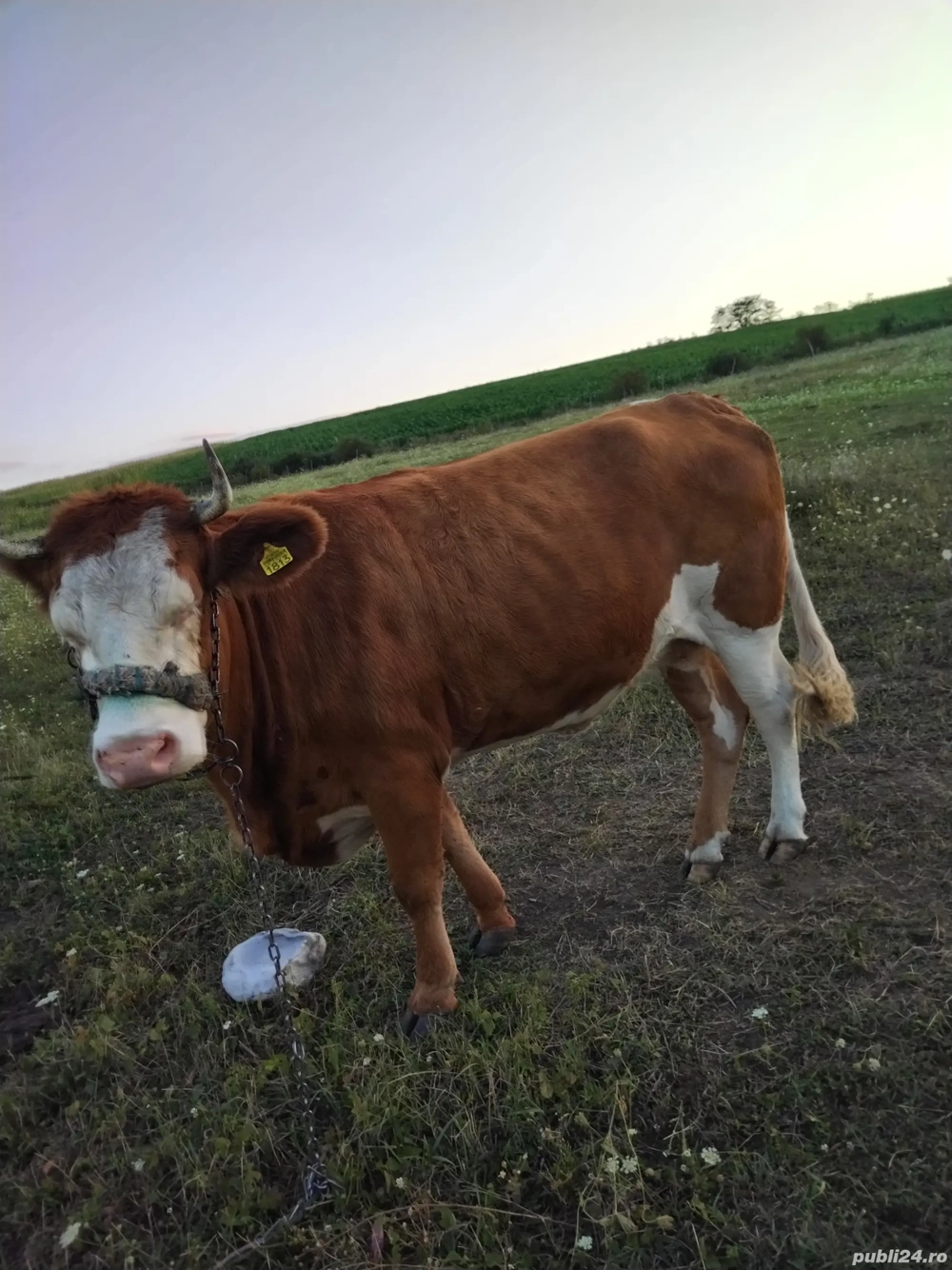 vand juninca vand juninca