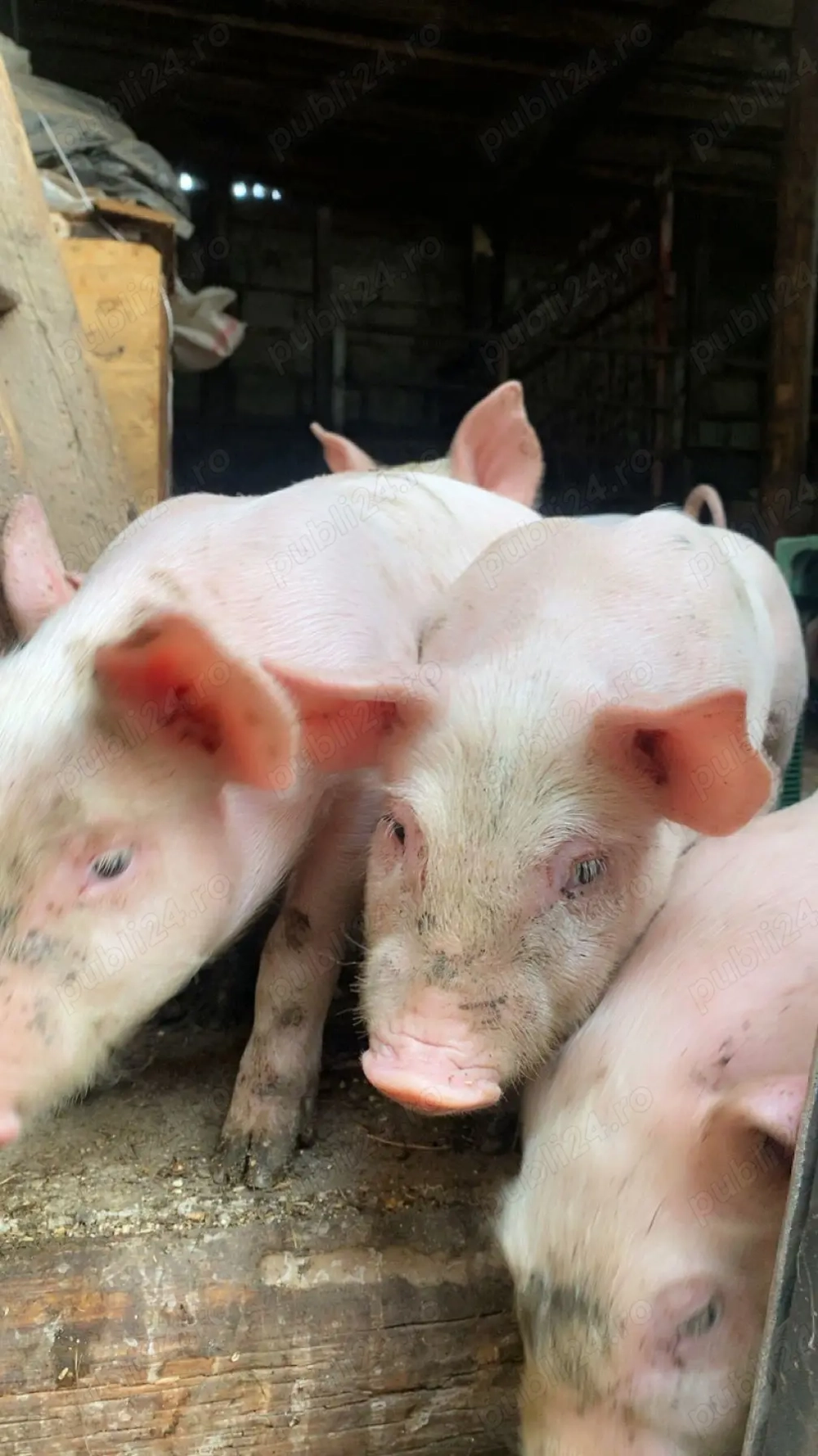 Purcei de 6 saptamani,15kg