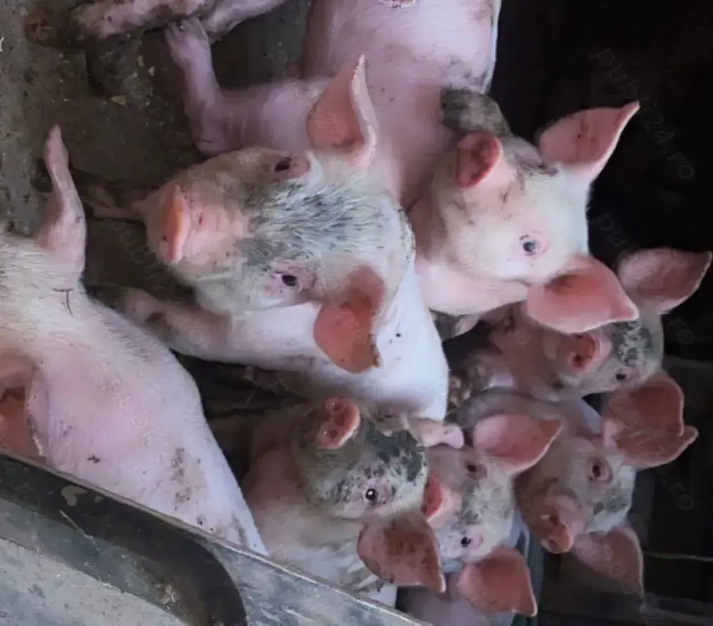 Purcei de 6 saptamani