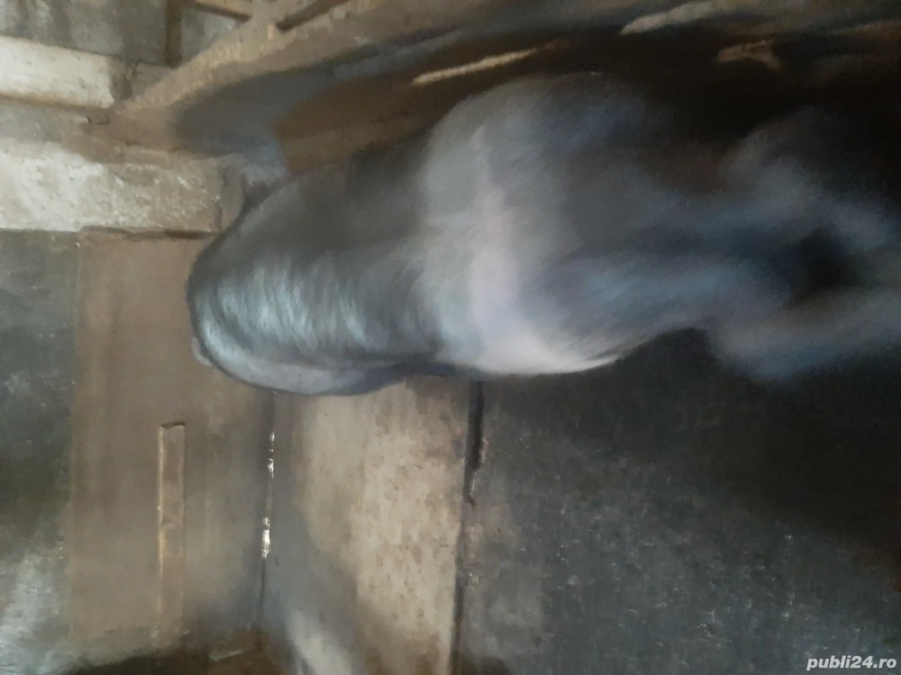 vand vier  vand vier