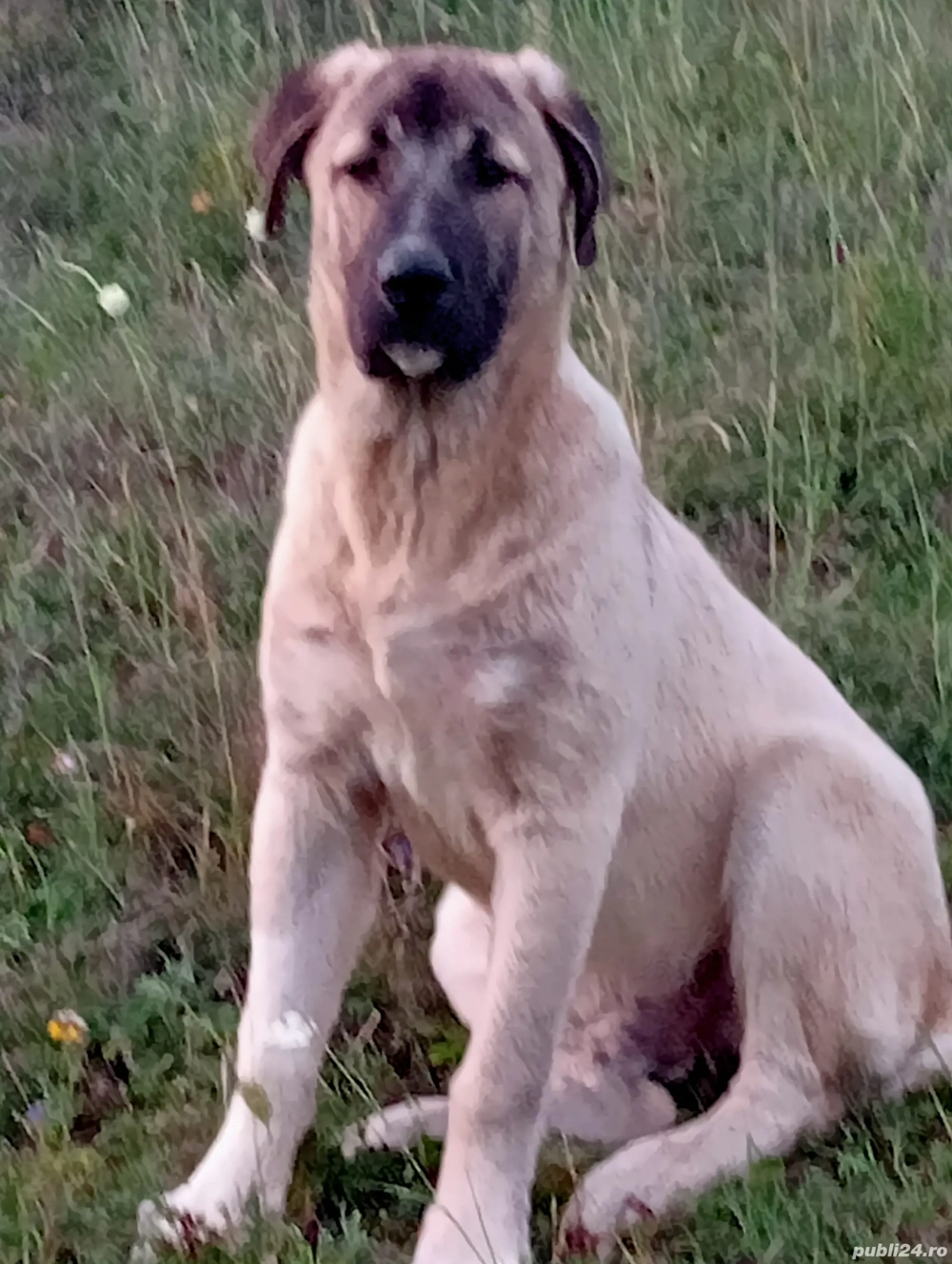 căței kangal crescuți la stână de vânzare  căței kangal crescuți la stână de vânzare