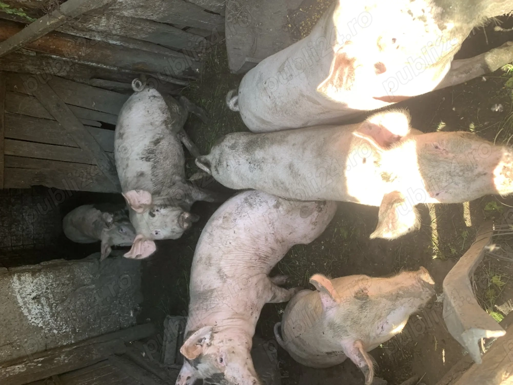Vând porci crescuți cu furaje naturale. 