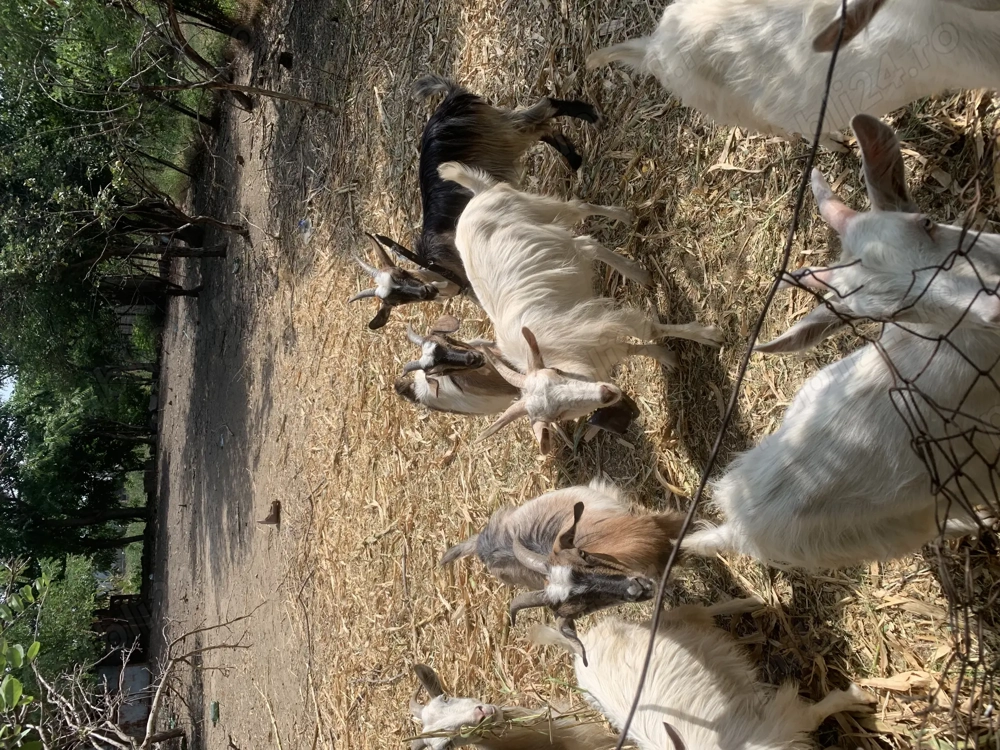 Vând capre crescute cu furaje naturale Vând capre crescute cu furaje naturale