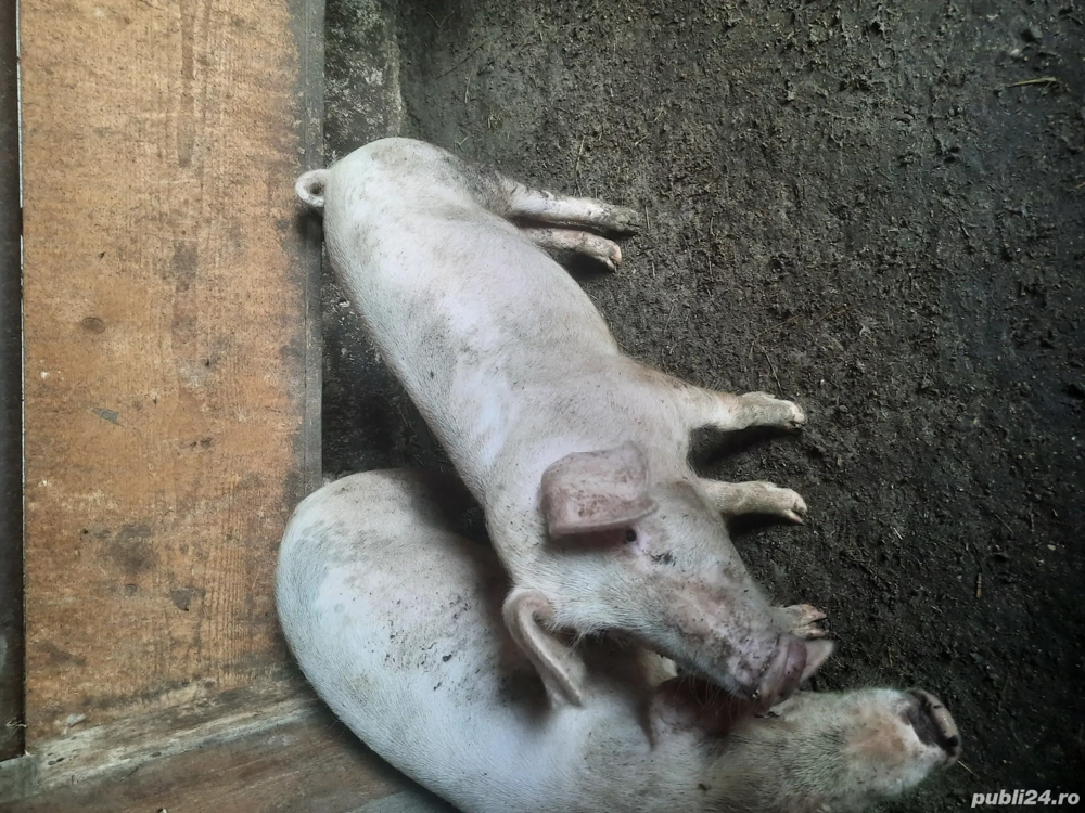 porci de vânzare!