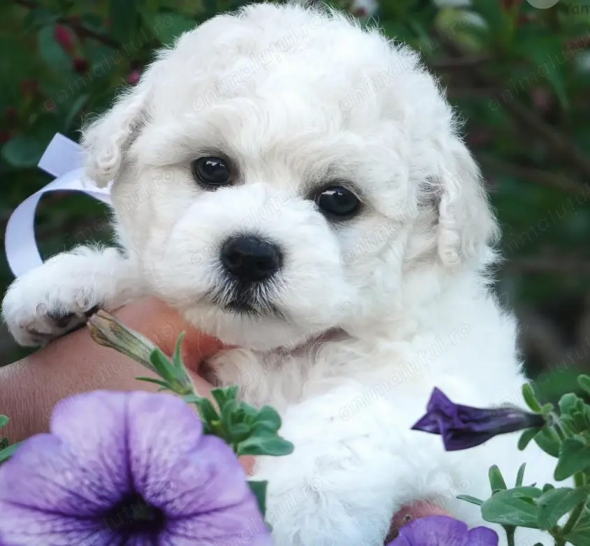 Pui Rasa Bichon Frise  Premium- documentație completă și suport post vânzare 