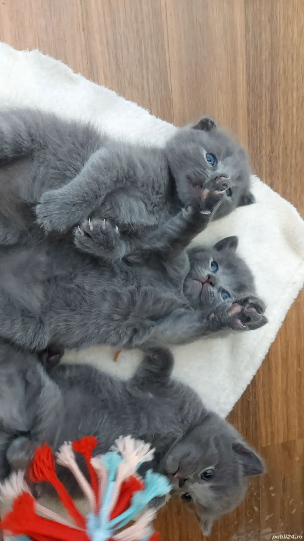 fetite si baietei rasa pura british & scotish