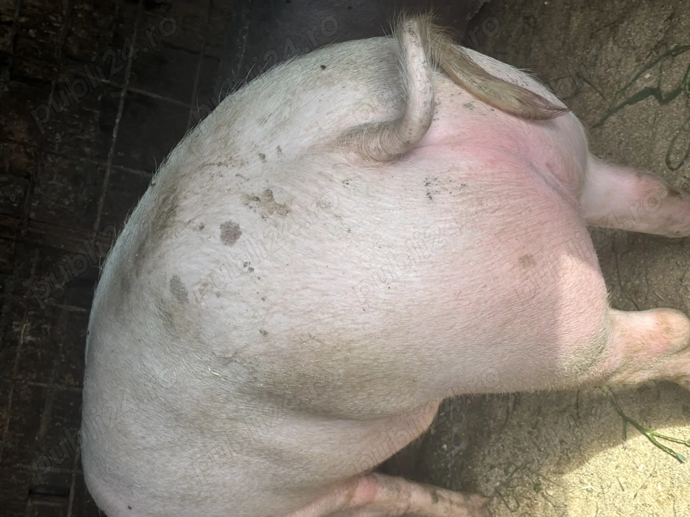 Porc de carne  Porc de carne