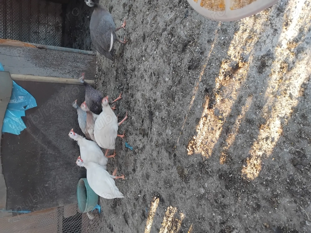 Bibilici românești Bibilici românești