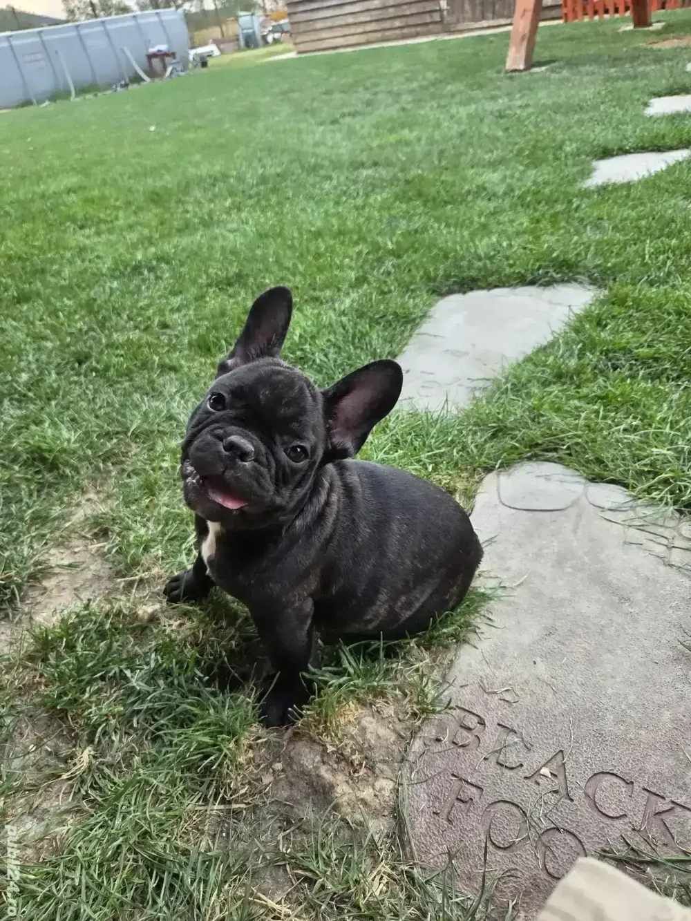 Puiuți de Buldog Francez Puiuți de Buldog Francez