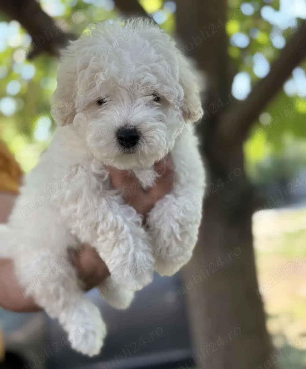 Căței Pudel disponibili acum!
