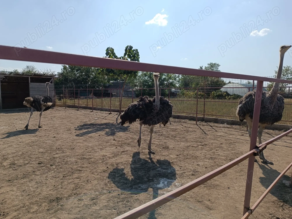 Vând struți vârstă 3,5 ani Vând struți vârstă 3,5 ani