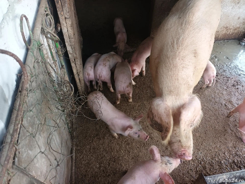 purcei 12 s purcei 12 s