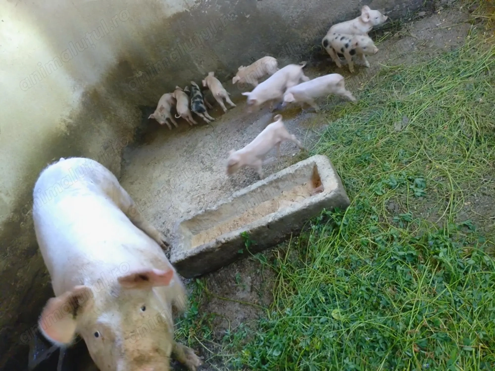 Vând scroafă cu 10 purcei sau separat,atât scroafa cat și purceii.