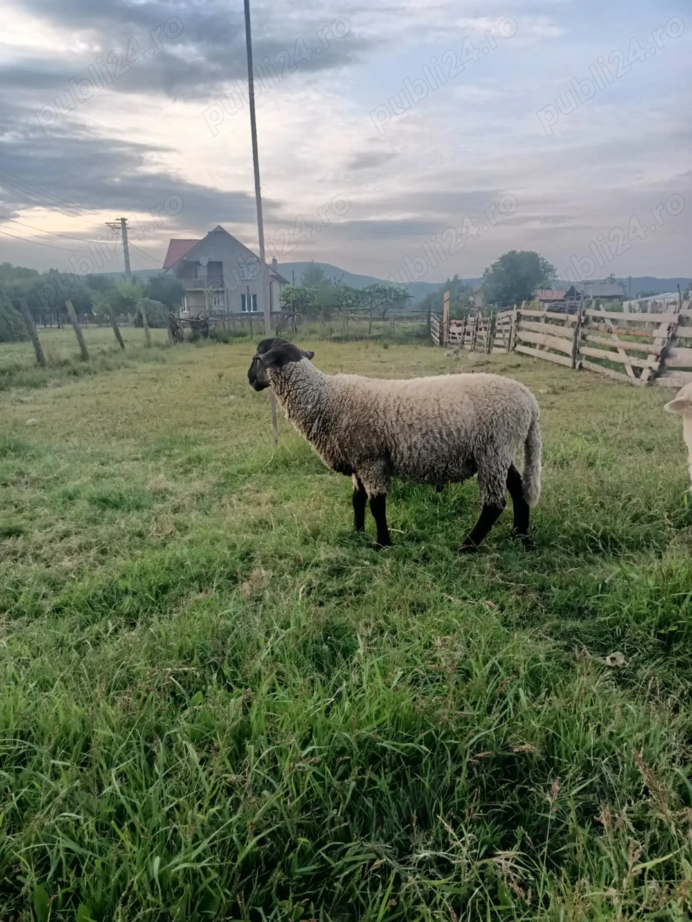 Vând berbec de carne de prasila
