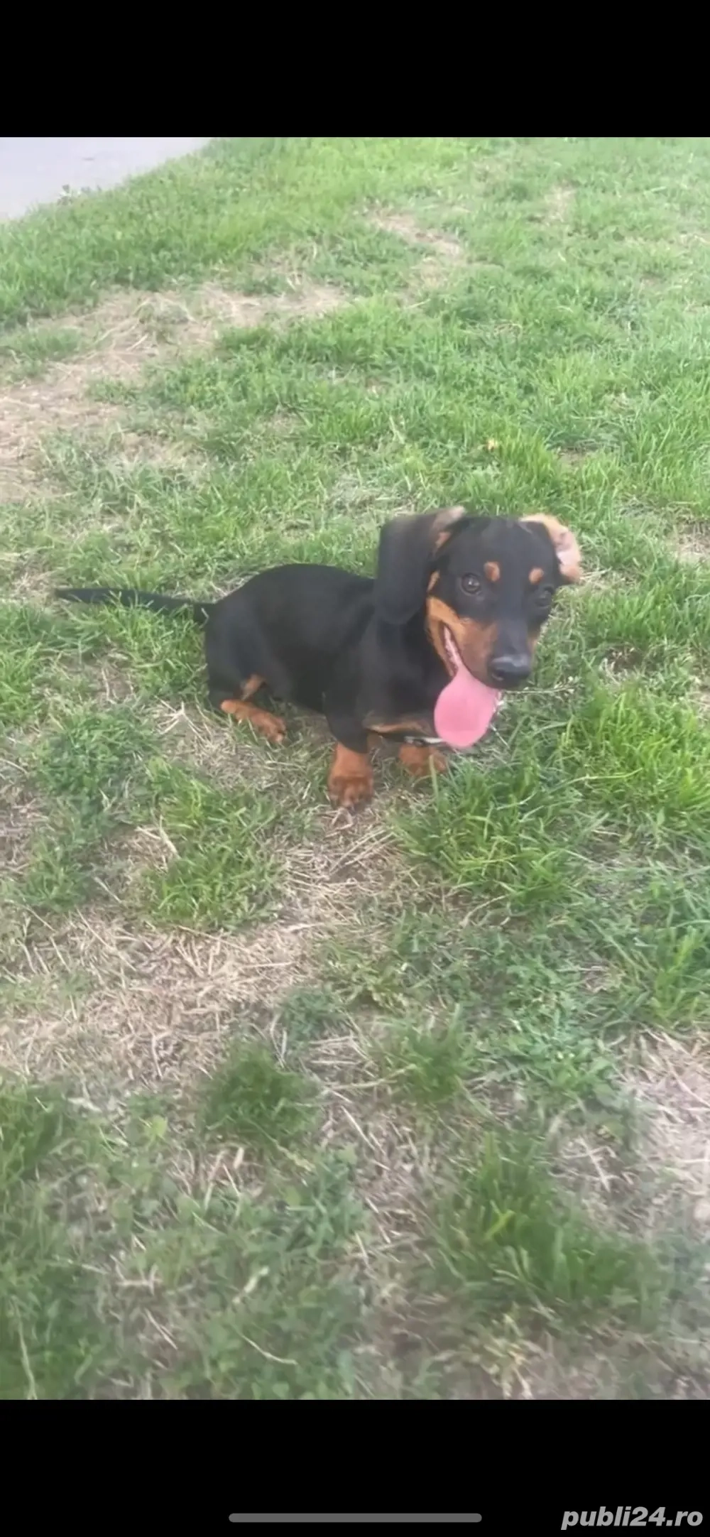 catelusa teckel pitic 