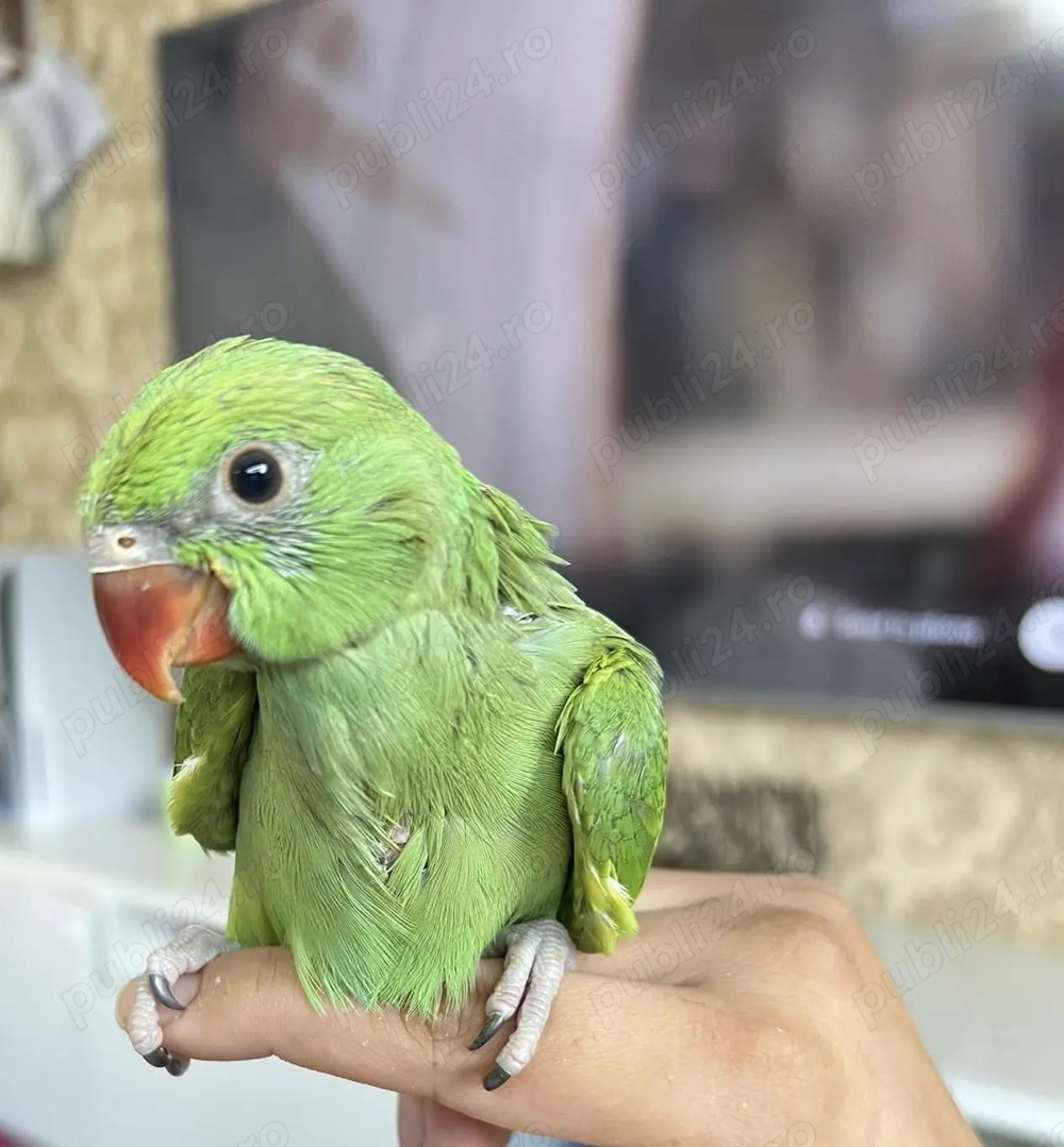 Papagali vorbitori pui blânzi micul Alexandru alexander