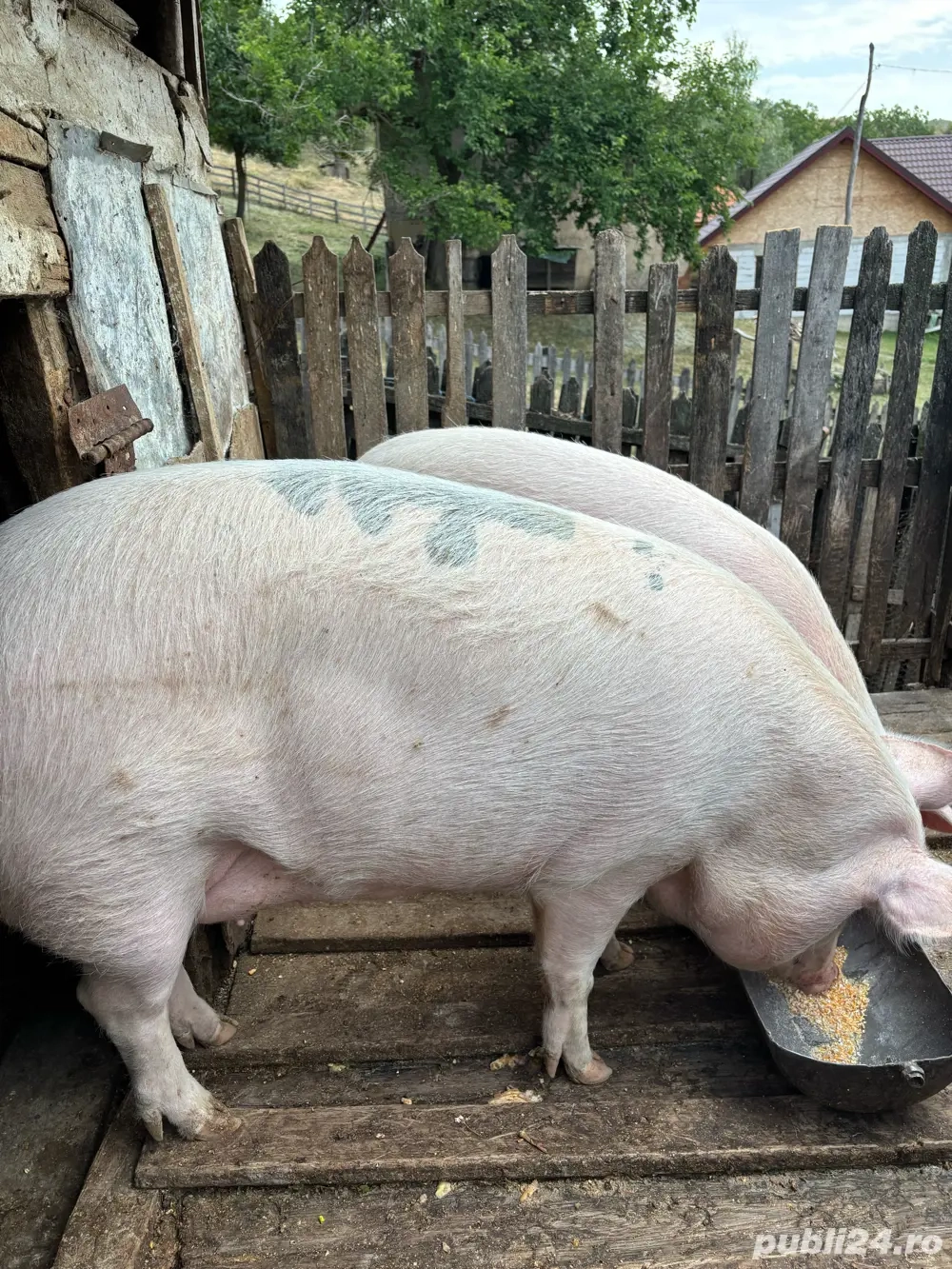 Purcele de vanzare 120-130kg