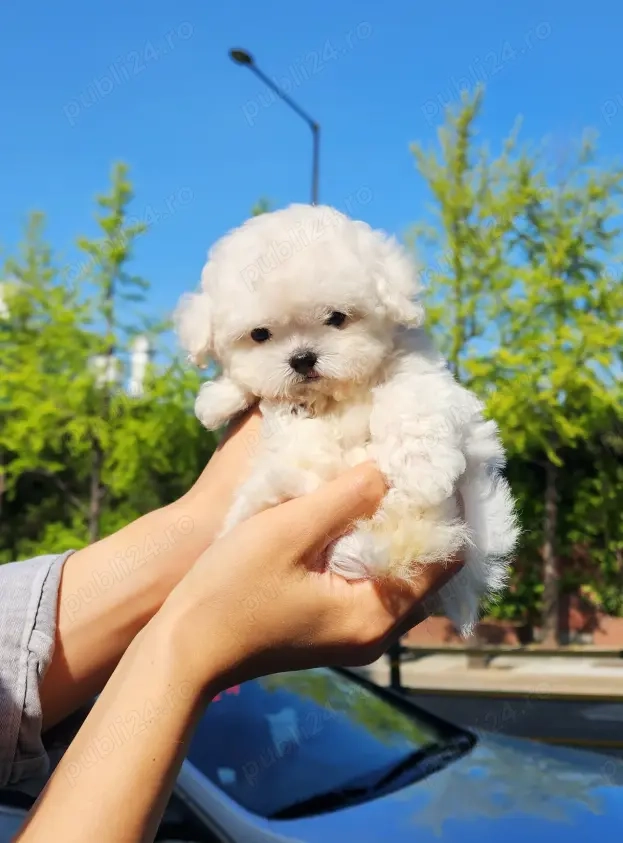 Căţei Bichon Frise disponibili   sănătoși, veseli și pregătiți să devină parte din familia dumneavoa Căţei Bichon Frise disponibili   sănătoși, veseli și pregătiți să devină parte din familia dumneavoa