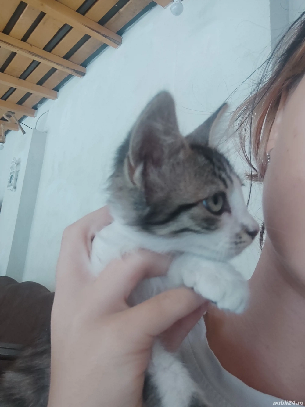 pisoiaș foarte iubăreț și torcăreț