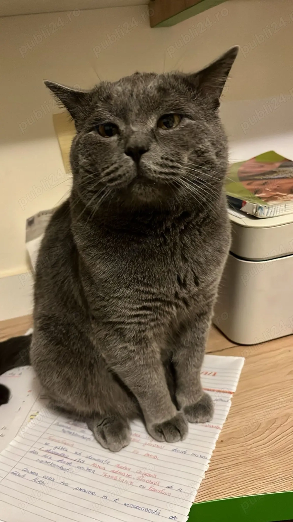 motan british shorthair