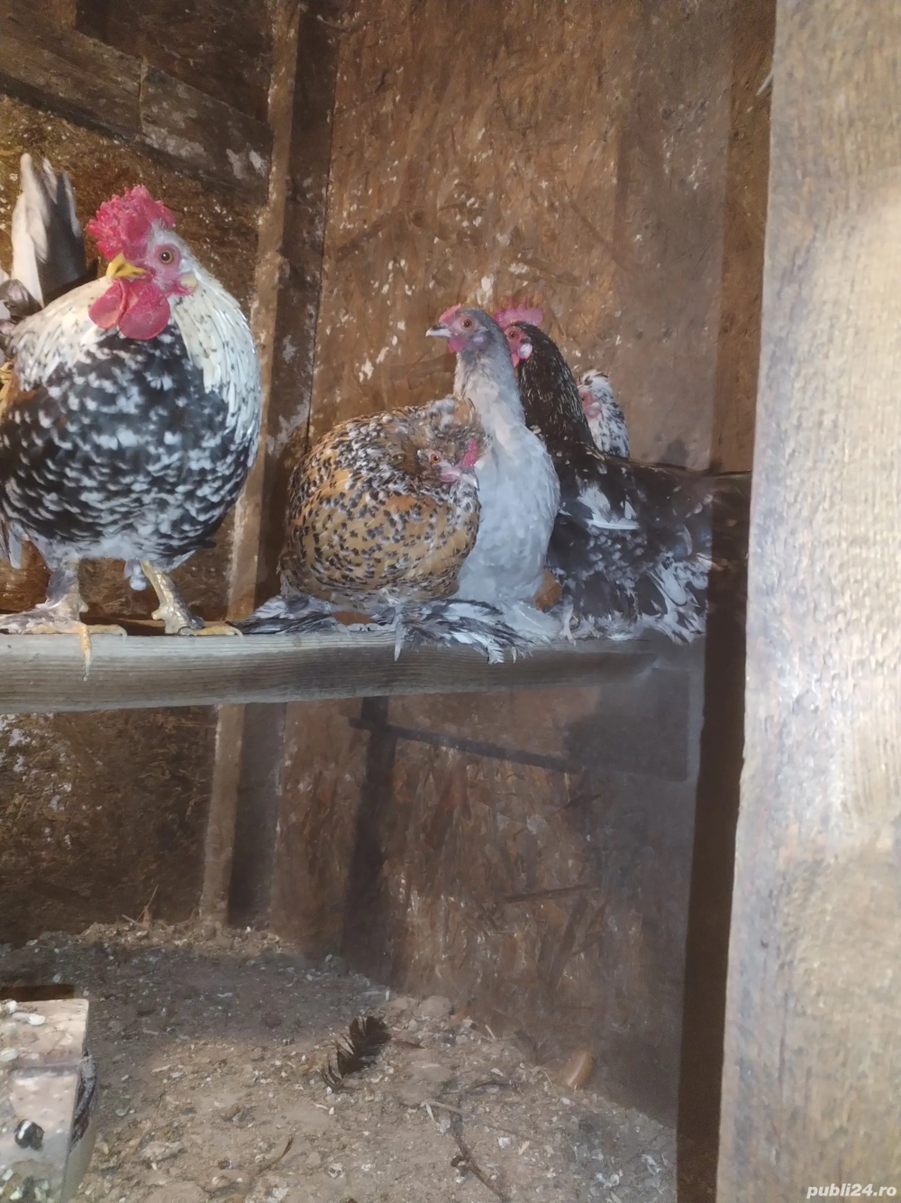 Găini Pitici, mii de florii