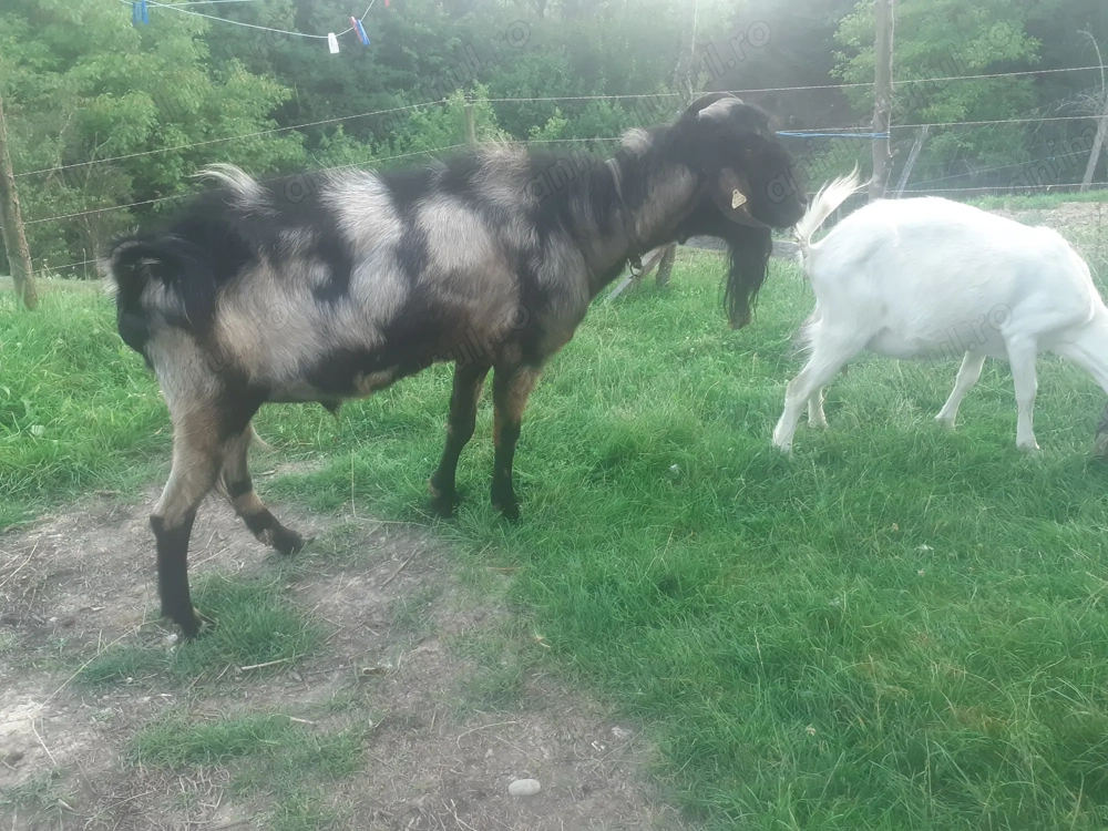 Vând  țap anglonubian 